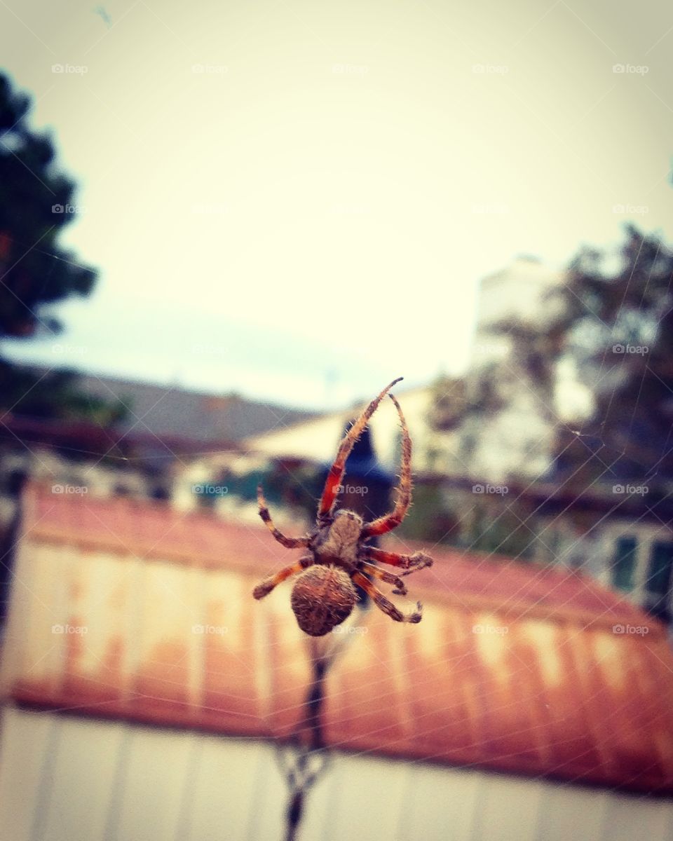 Fall Spider 1