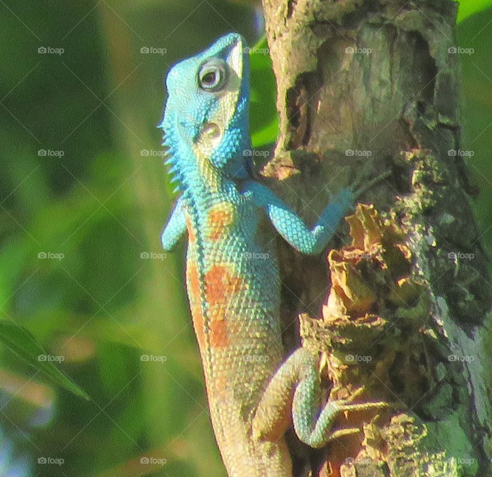 blue head lizard is observed