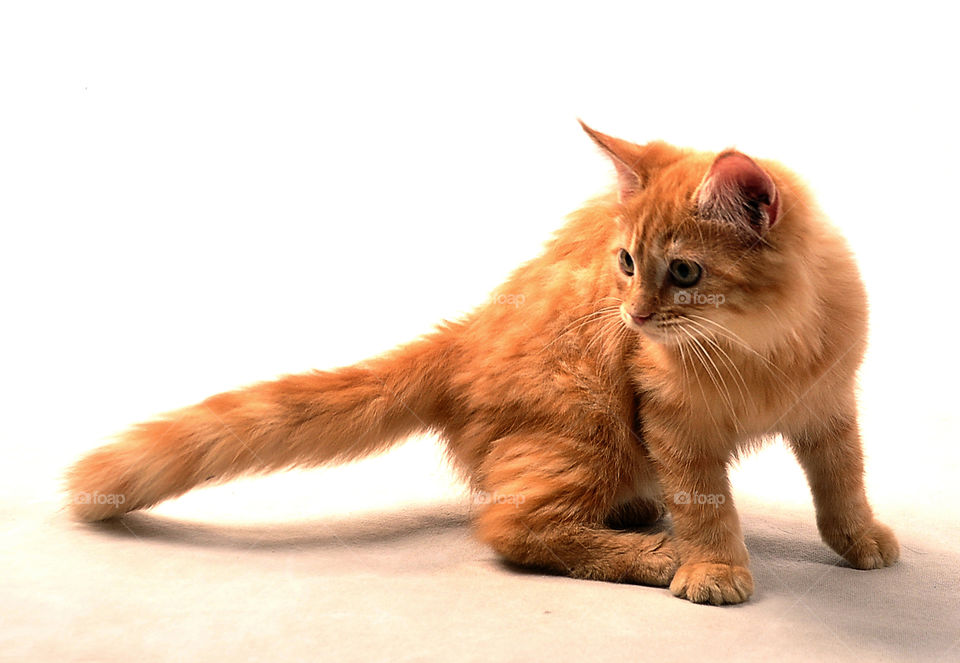 cats in a white background