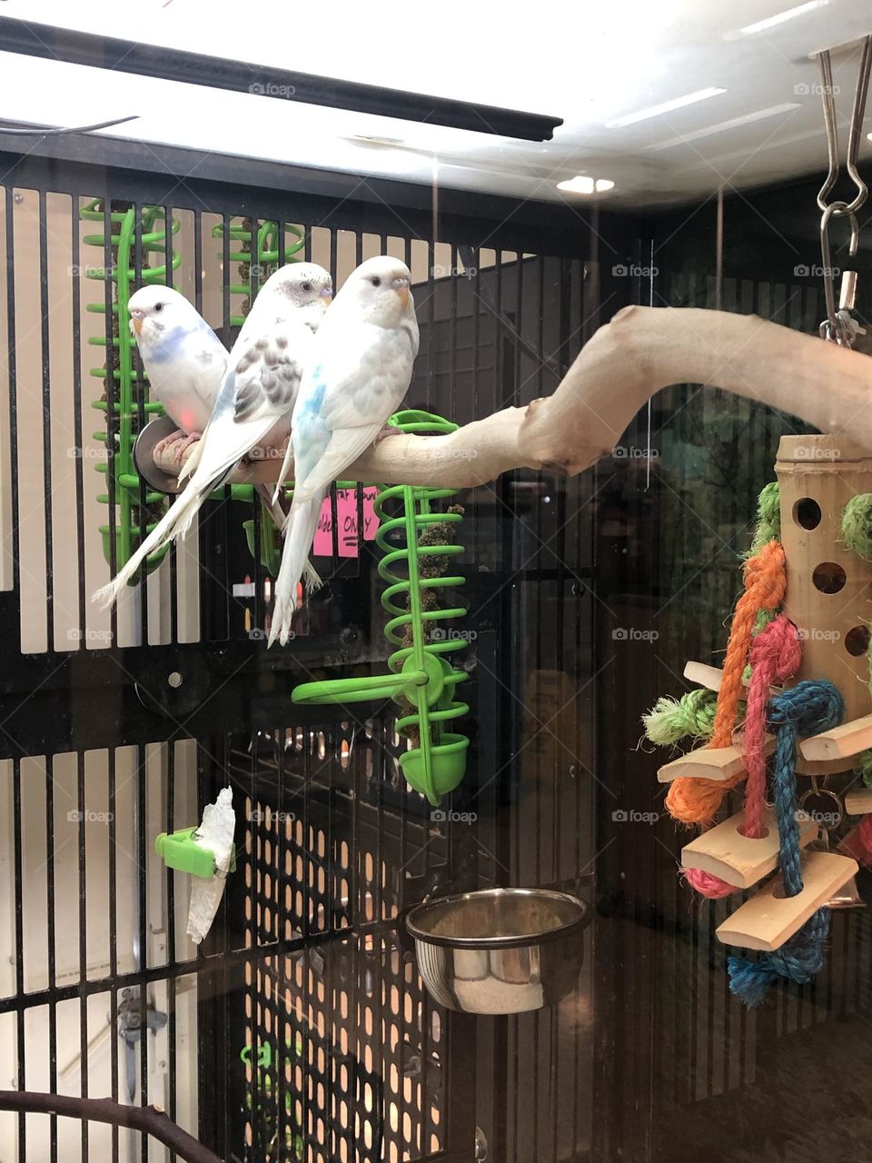 Beautiful  Snow shite parrots at the pet Store  