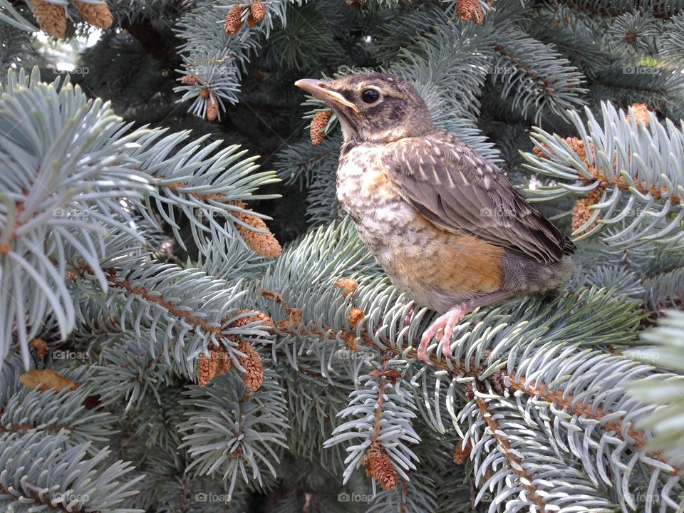 New. Baby Robin Leaves the nest 