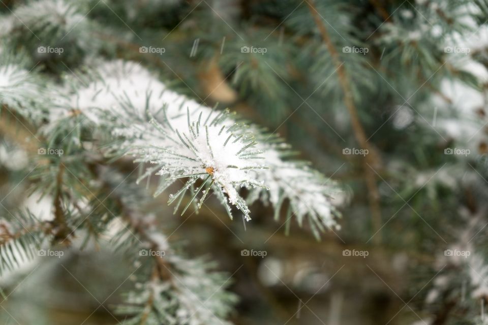snow on pine tree branch