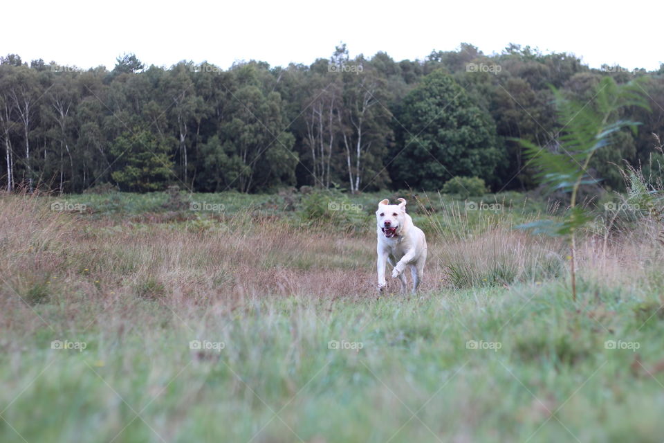 Dog, Mammal, Grass, Canine, Animal