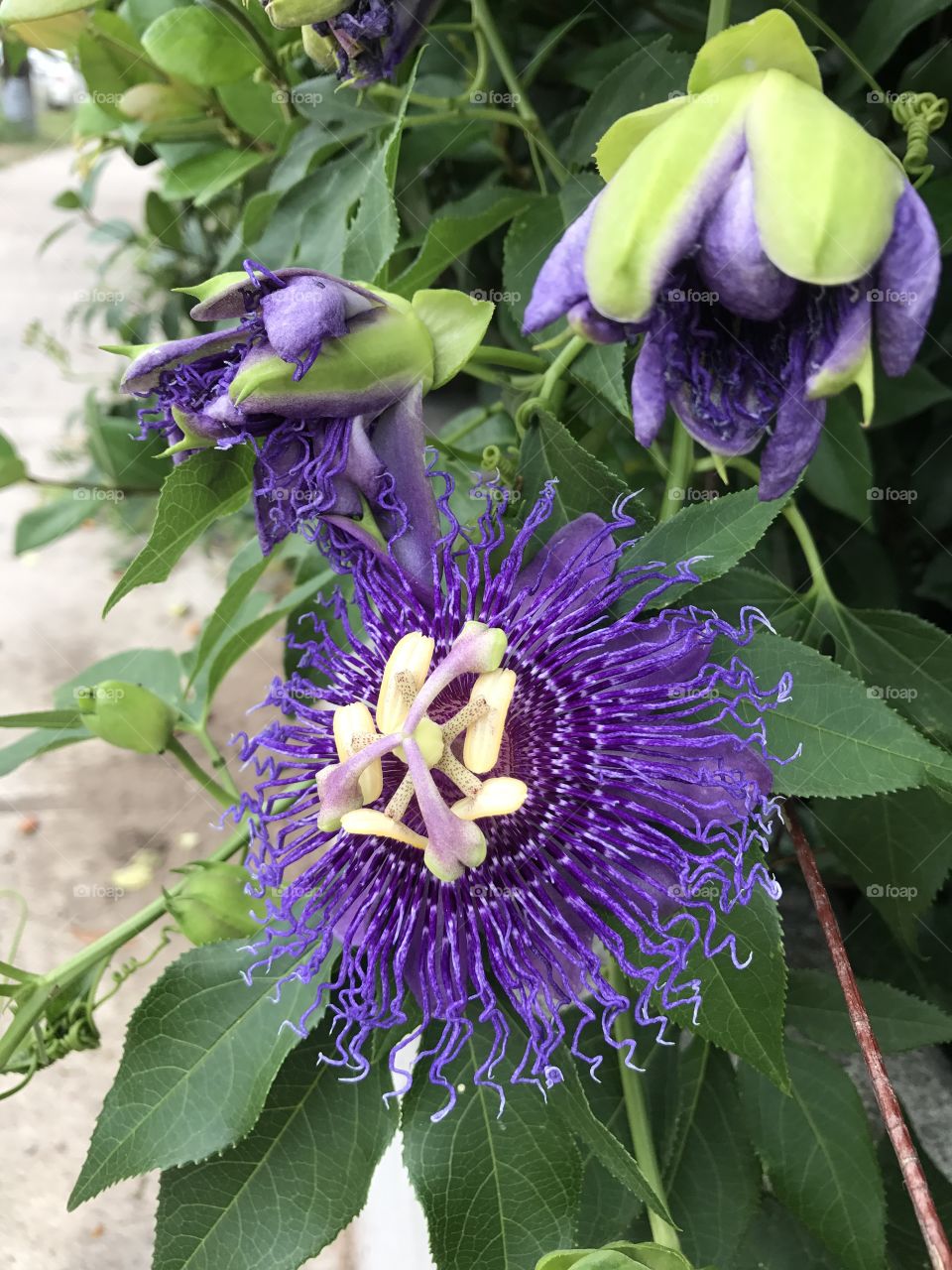Purple stringy flower