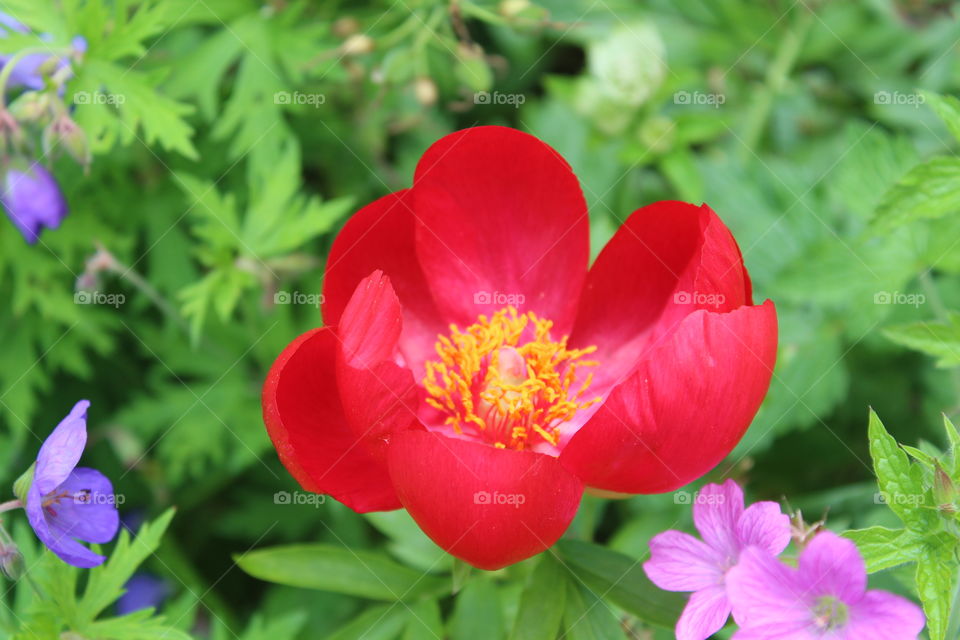 Red flower closeup 