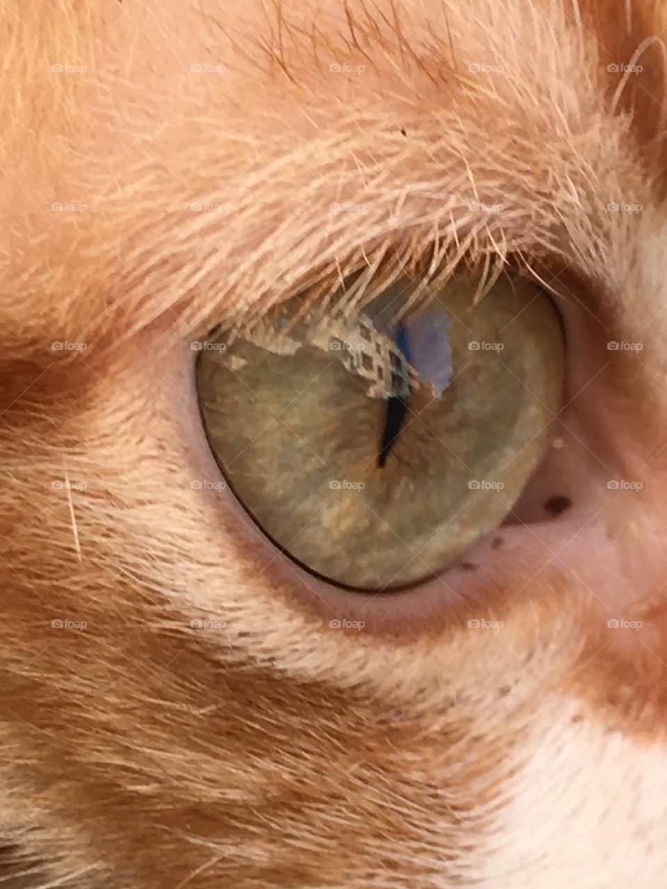 Cat s eye