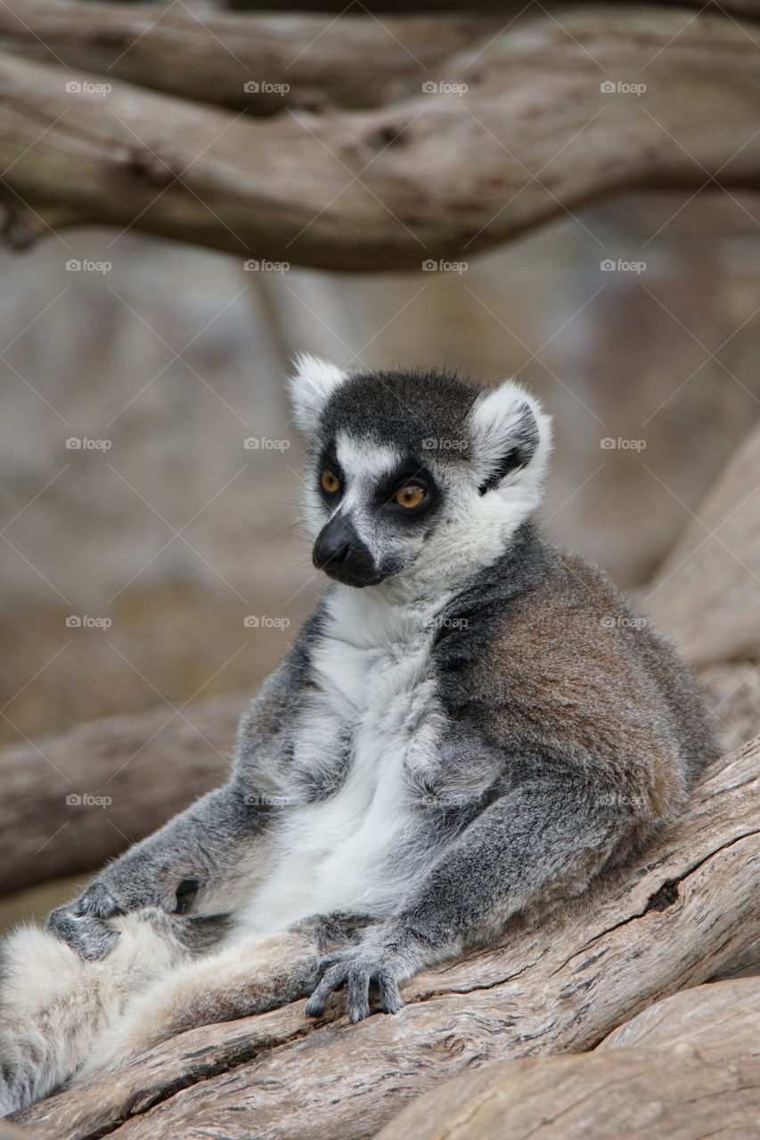 Ring tailed lemur