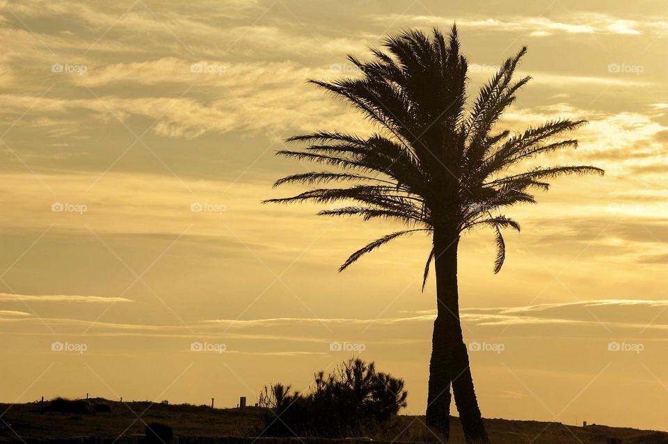 Landscape of palm trees during sunset 