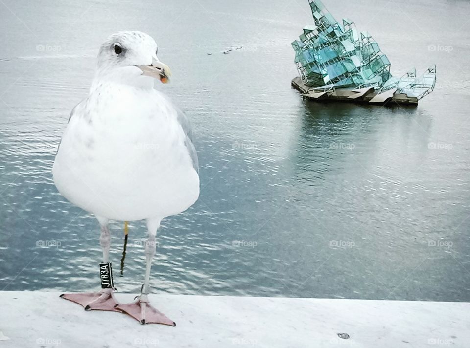 sea gull. norway.