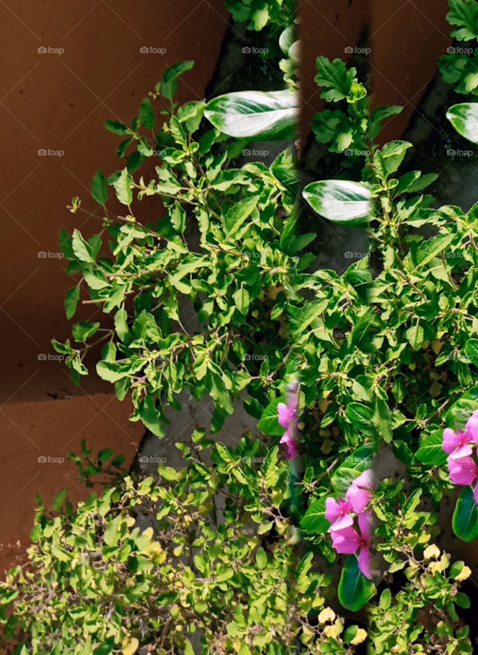 One fine monsoon morning