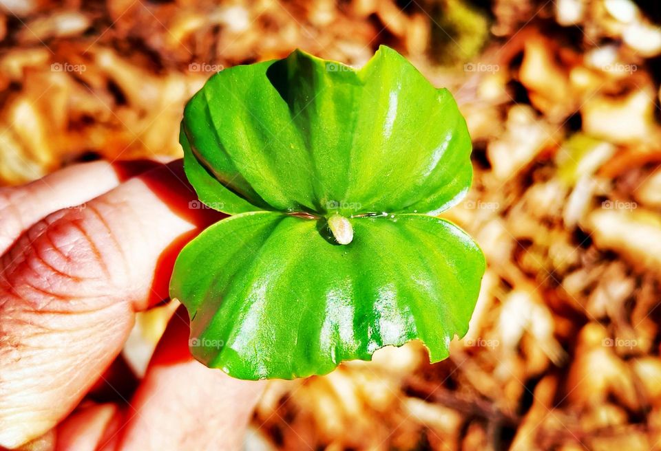 Offspring of a beech holding by two fingers with a ground of brown beech leaves in the background