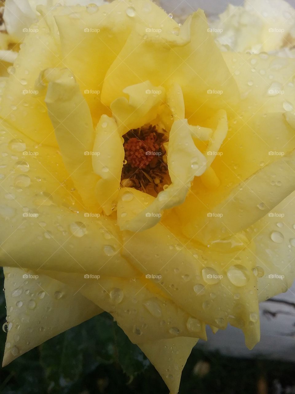 very beautiful flower with water droplets
