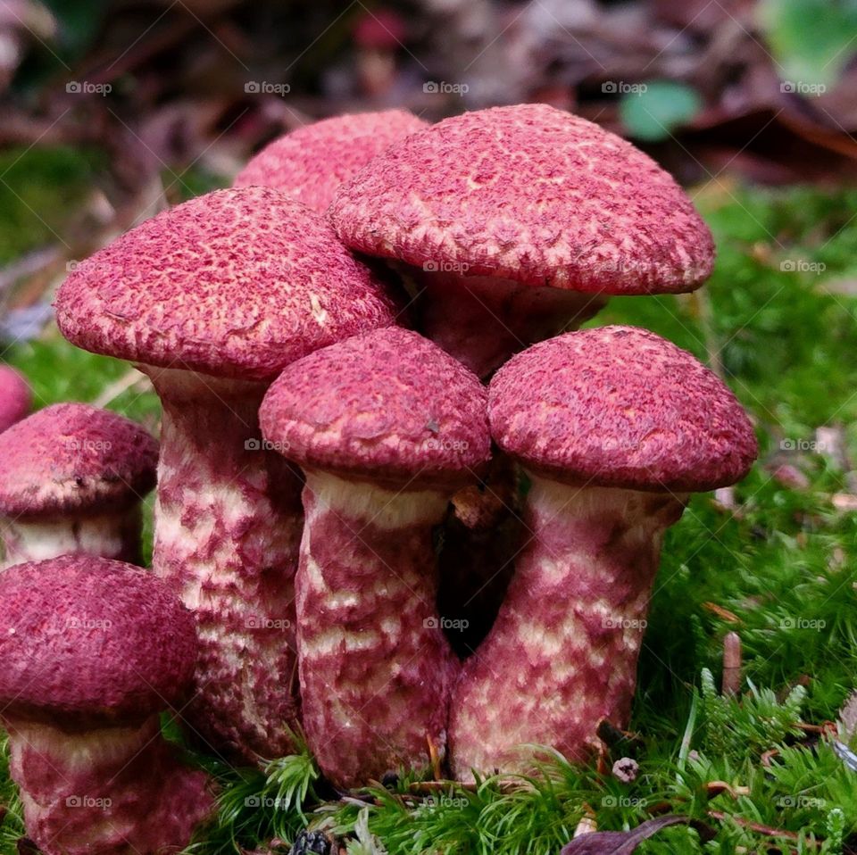 Red mushrooms