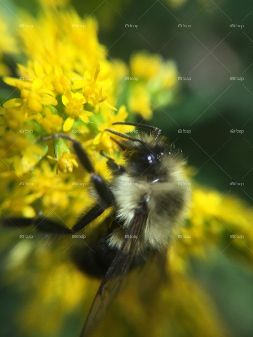 Bumblebee on goldenrod 