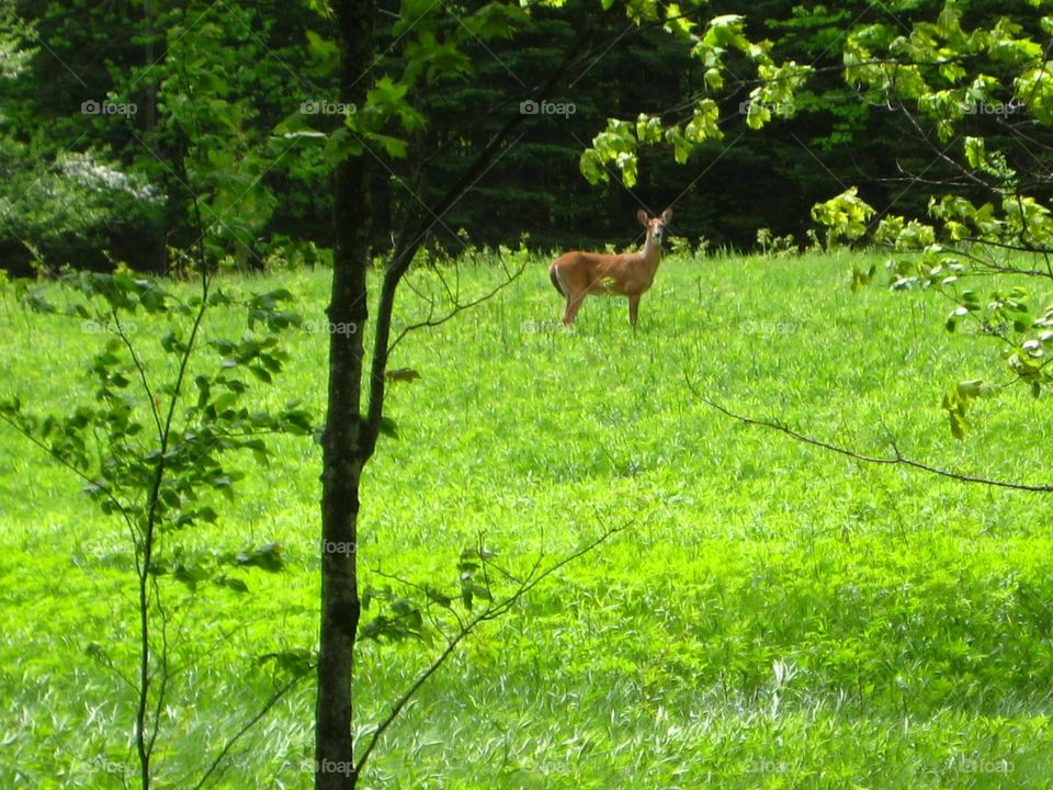 Deer in a Meadow 