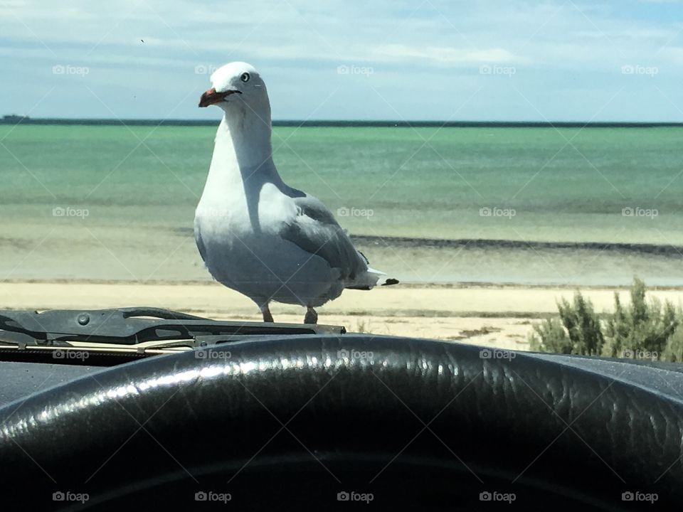 Closeup view through the windshield windscreen of my car of seagull hitching a ride on the hood bonnet, ocean horizon in the background