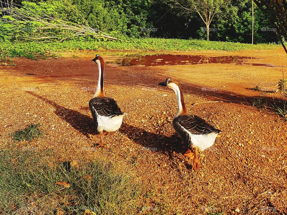 Geese walk in farm