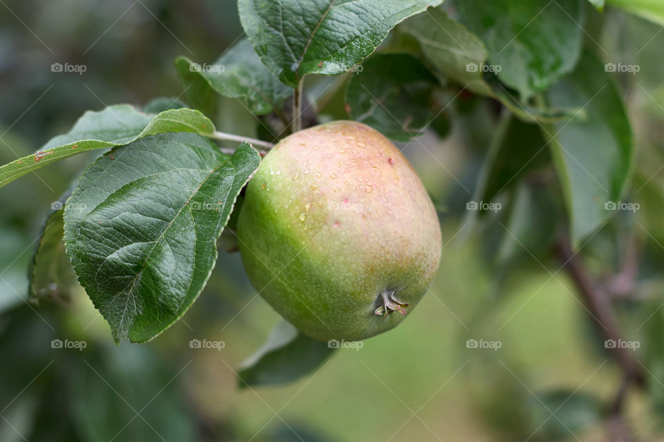 apple on a branch