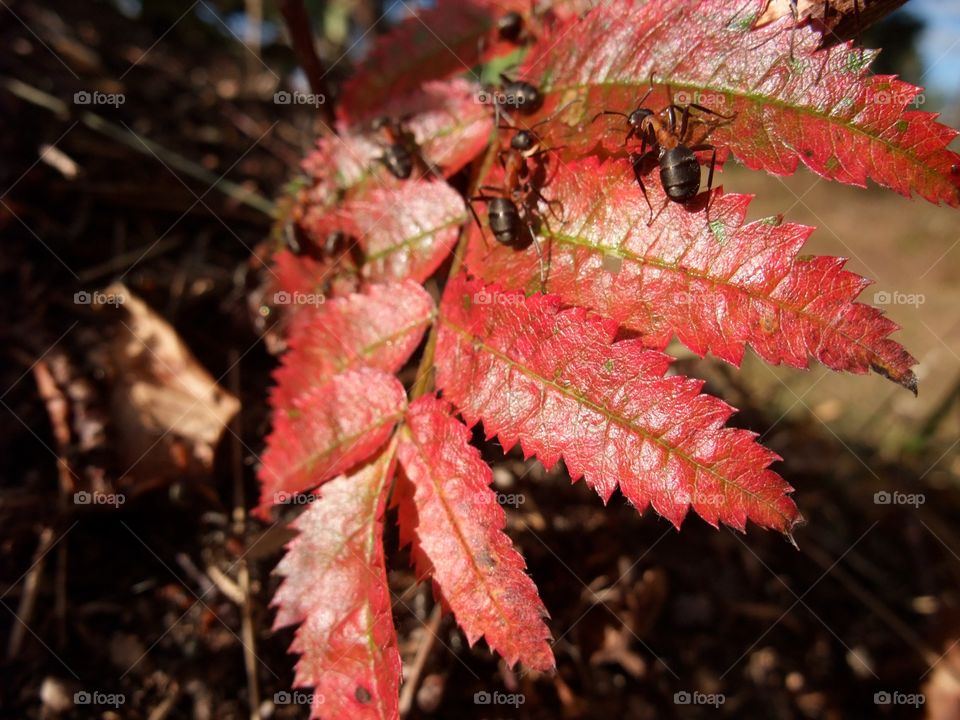 There is an ant hill close to my house. The weather has been nice so the ants have been very busy and active. I noticed that many ants makes an interesting sound.