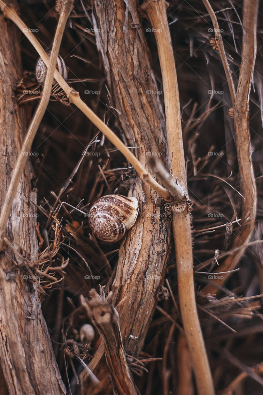 snail crawling on a tree