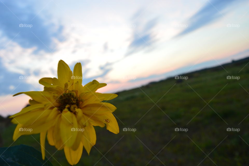 yellow flower in macro