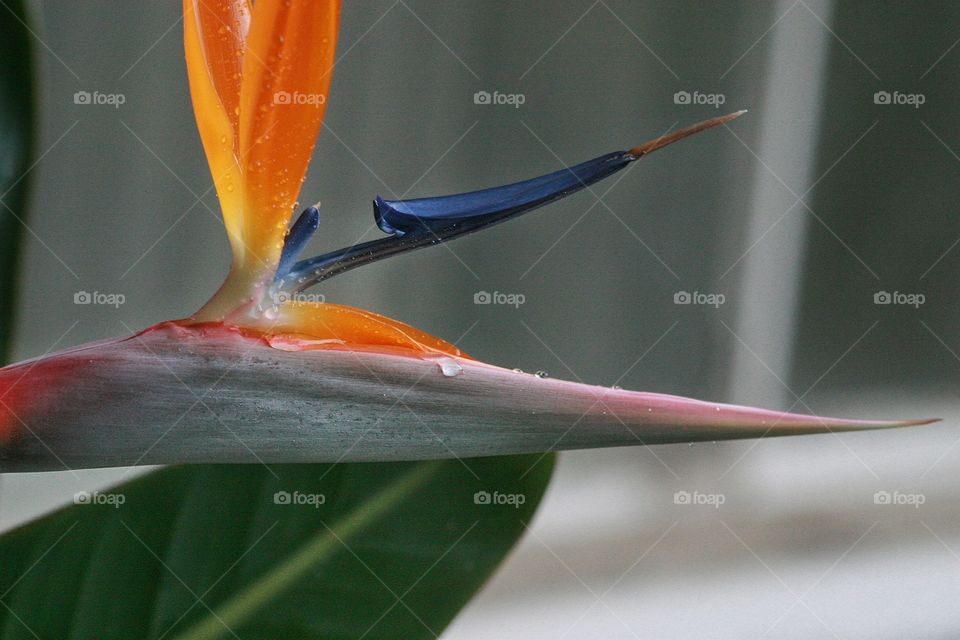 Close up of Bird of Paradise  from the side.