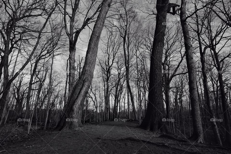 Bare trees in forest