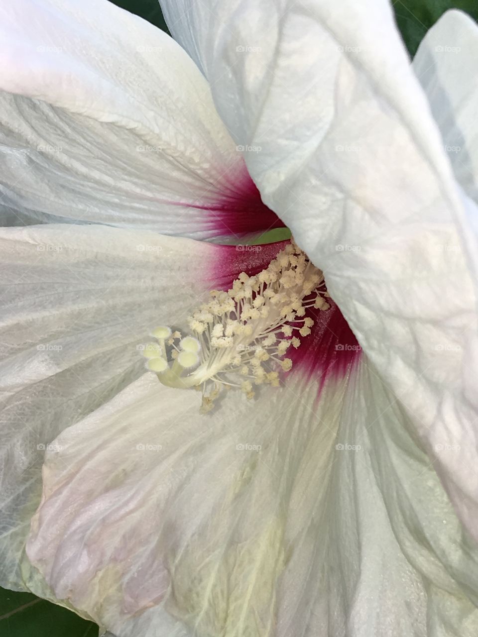Hibiscus Hardy White with Fuchsia Center!