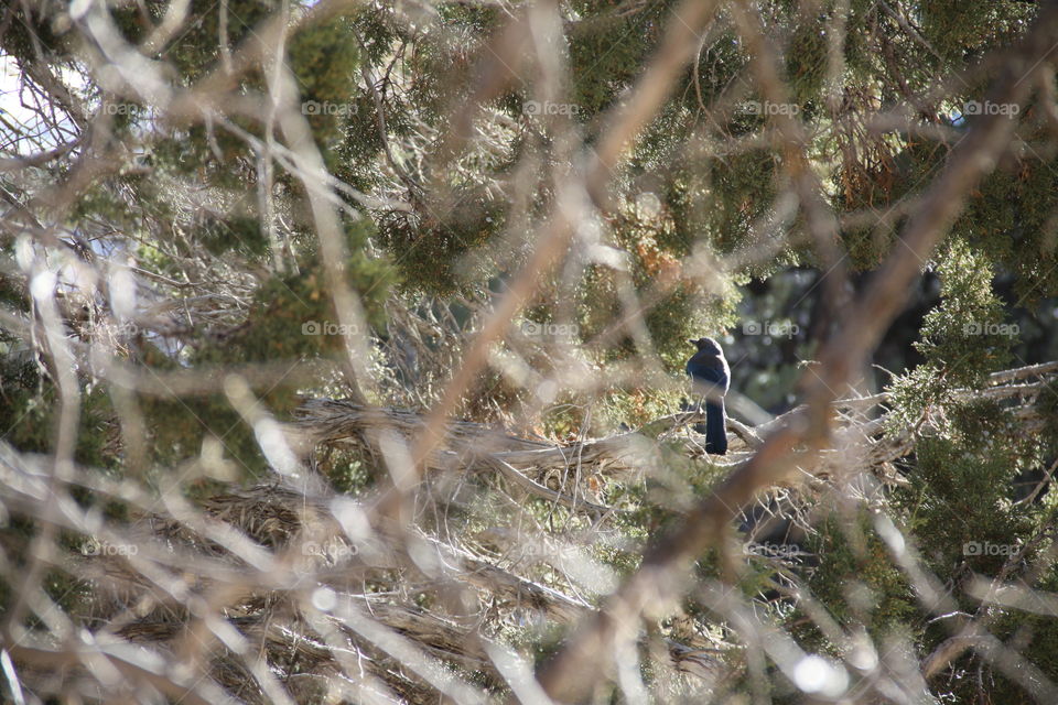 Through the Branches