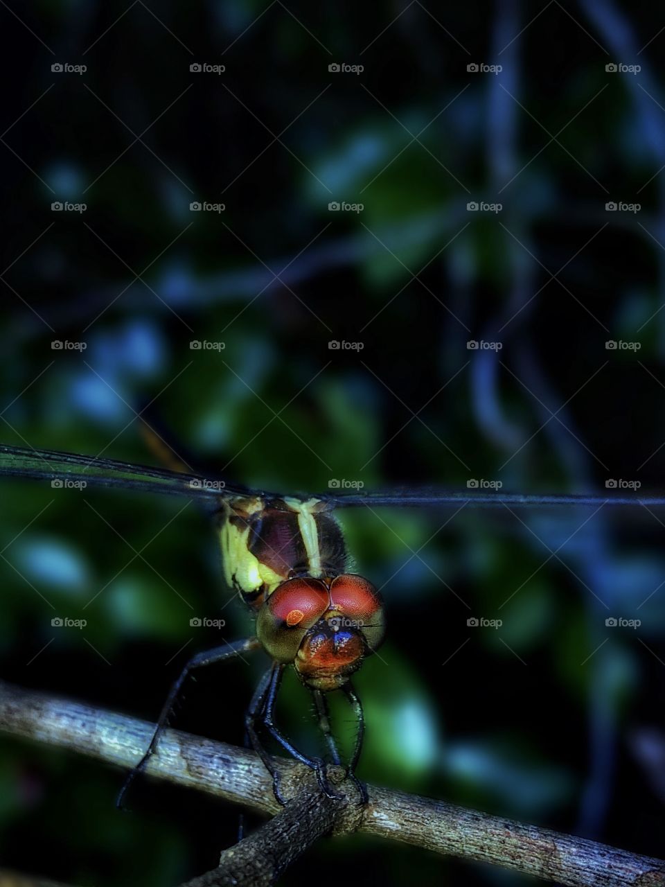 It Wa Only A Dragonfly 