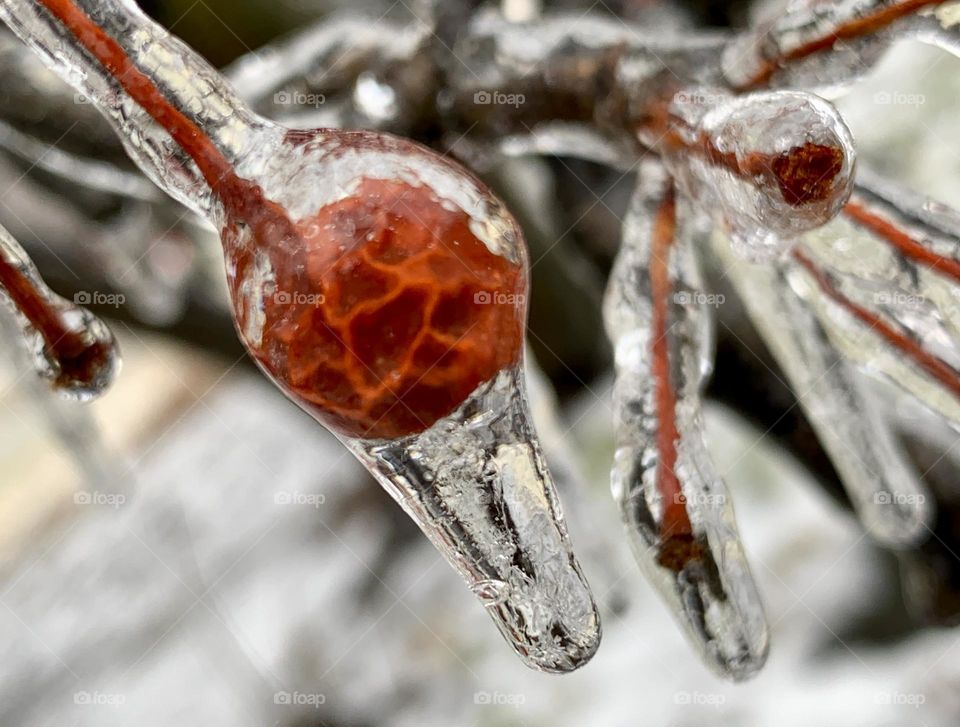 Dried Nootka rose full of icicles 