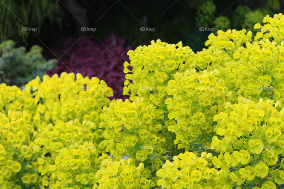 Closeup of the lime green Spurge (Euphorbia wulenii) with some pink Heather (Calluna vulgaris) and small evergreens in the background. 