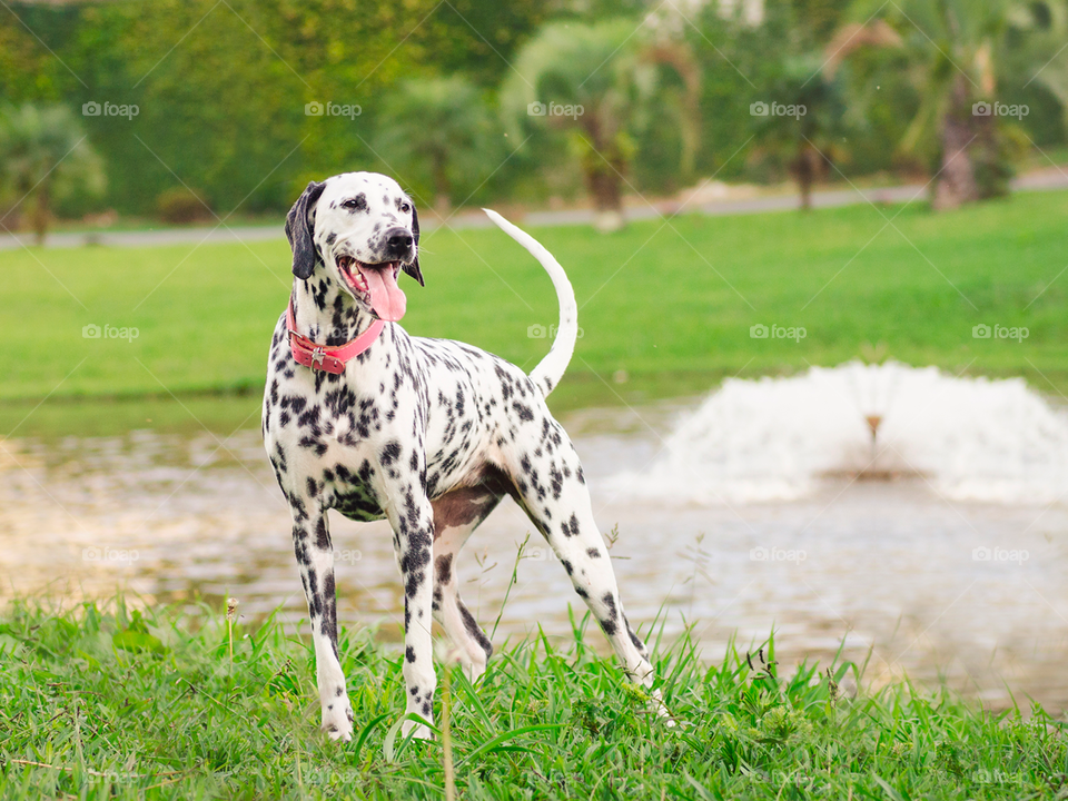 Dalmatian in the Park