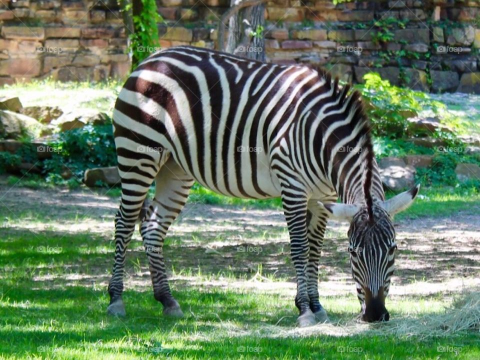 Zebra grazing at the Fort Worth Zoo