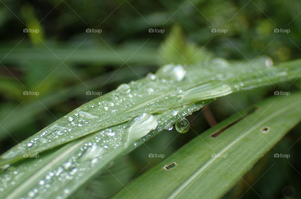 Water Droplet On Lemongrass