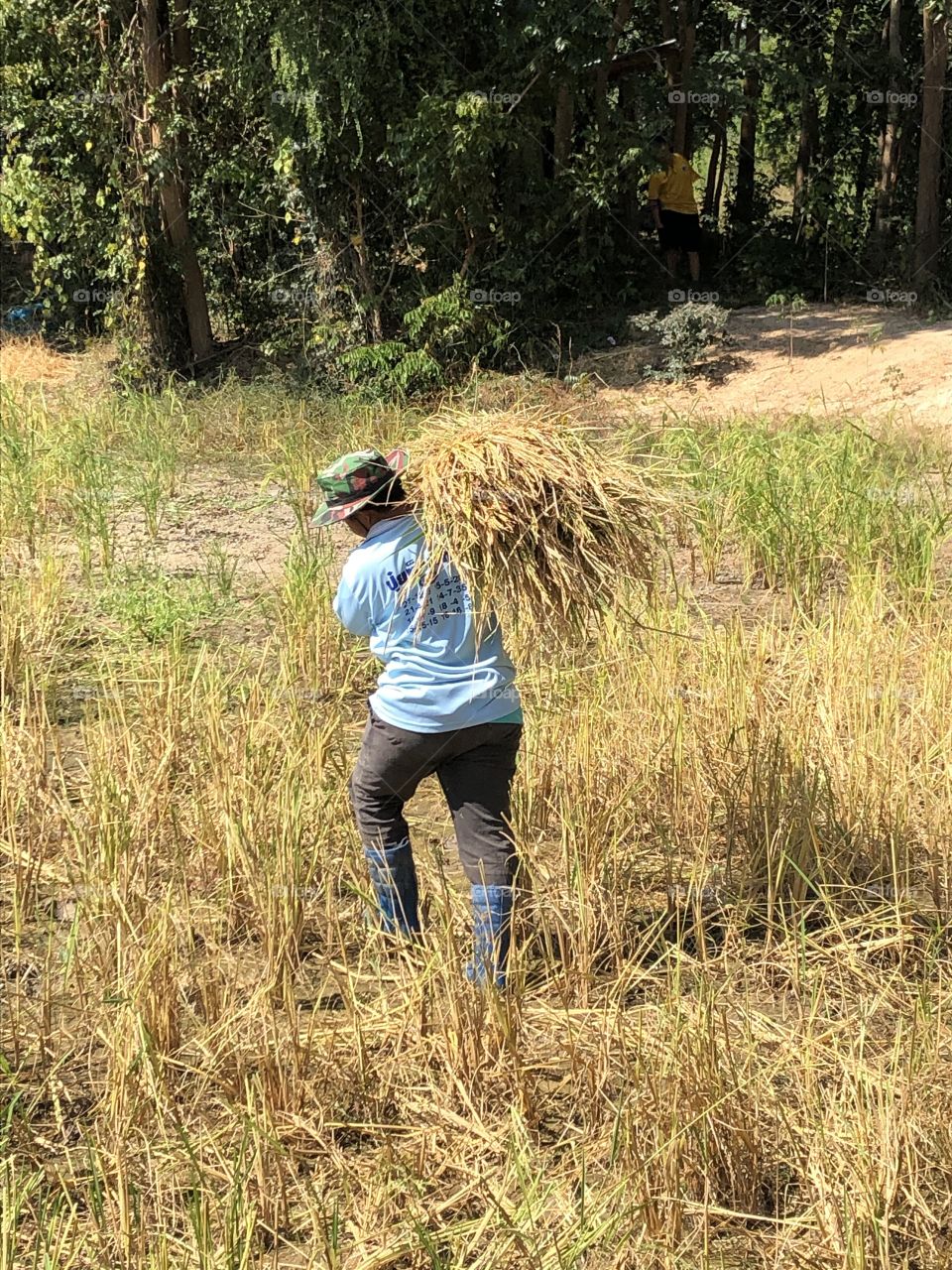 The signs of the harvest, Countryside ( Thailand 🇹🇭