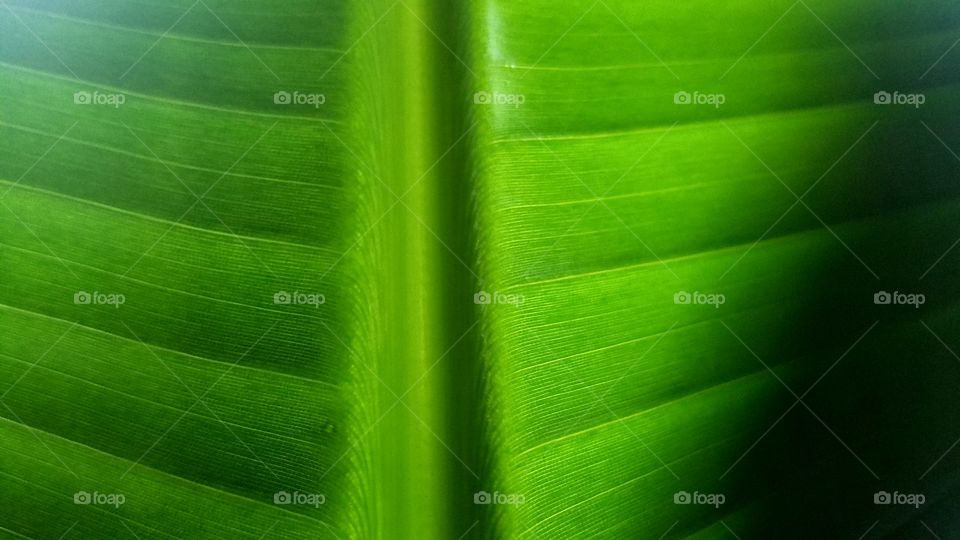 leaf