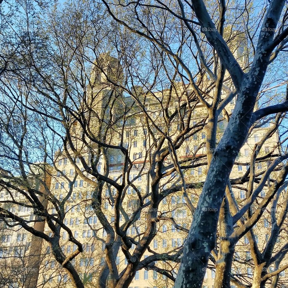 Tangled in the Upper West Side