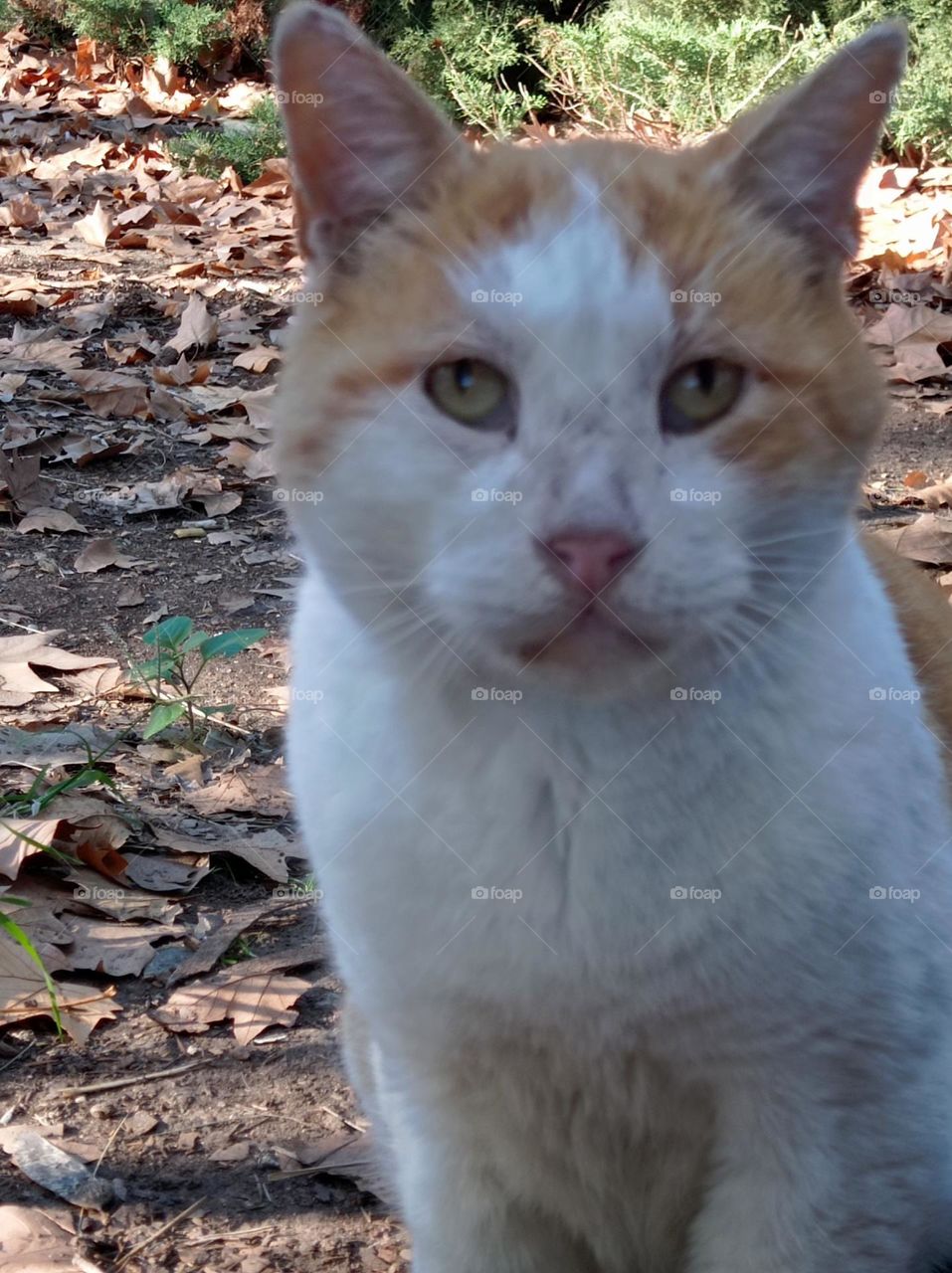 friendly cat / gato amigo