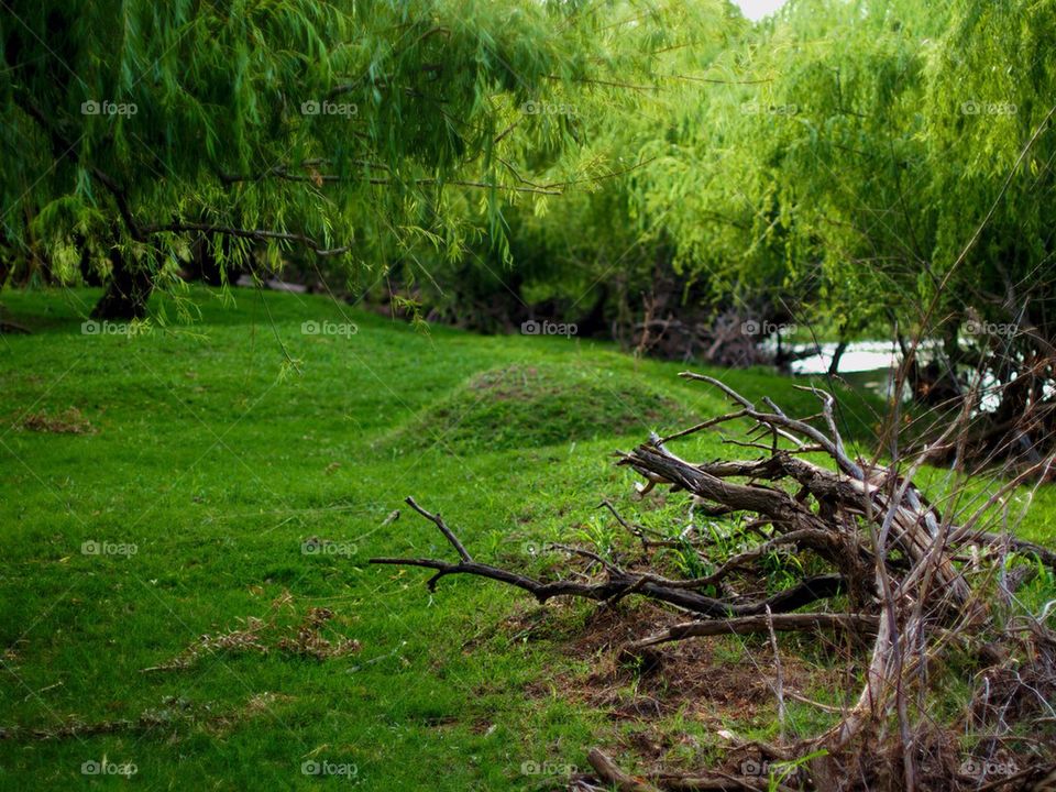 Willow trees growing at riverbank