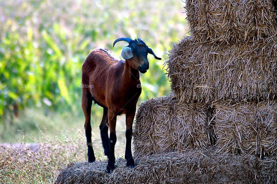 Goat on the Straw ball
