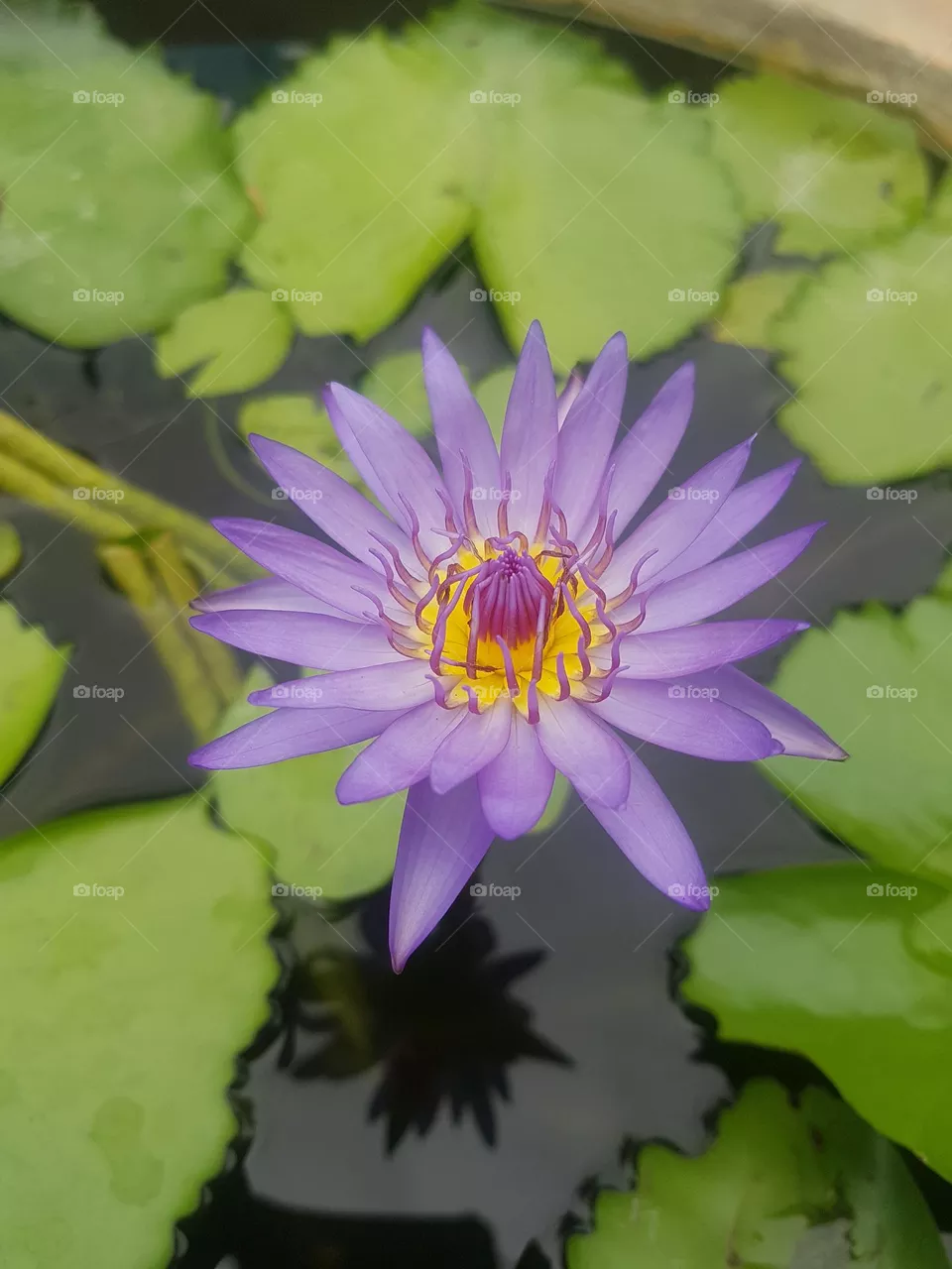 colored lotus