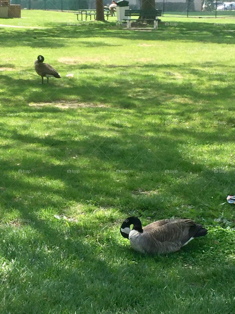 Sunshine and birds in the park 