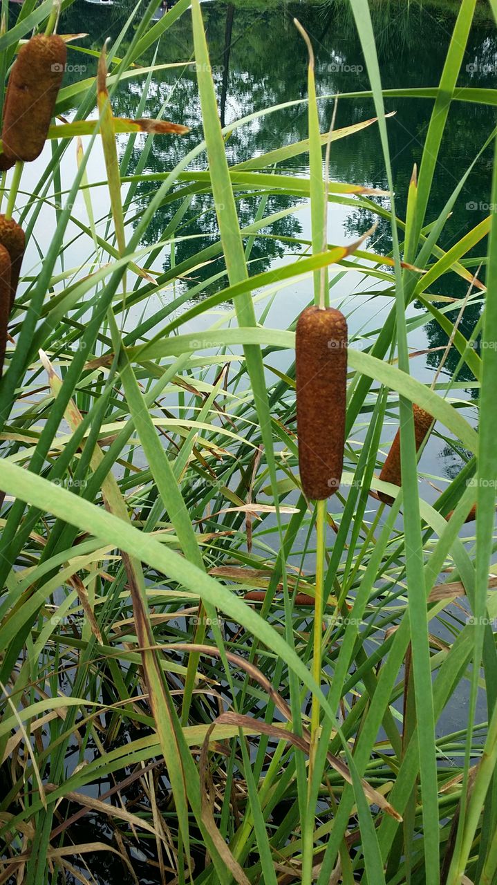 Cattails along a farm pond in summer