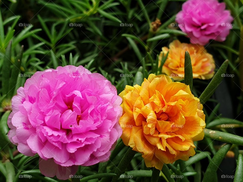 my beautiful Portulaca grandiflora