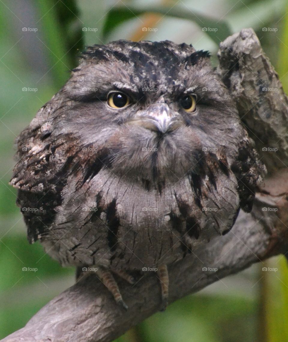 Tawny Frogmouth Bird