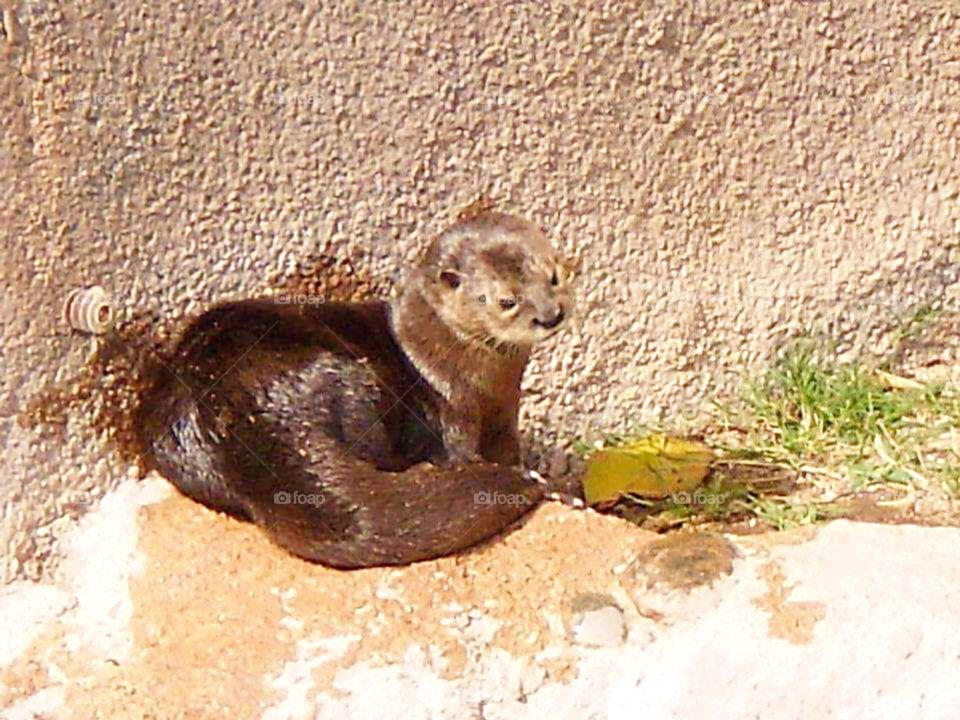 The otter