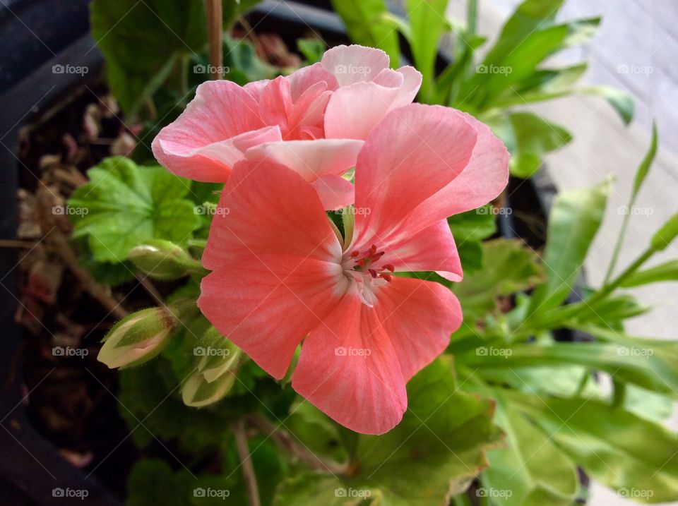 Geranium 
