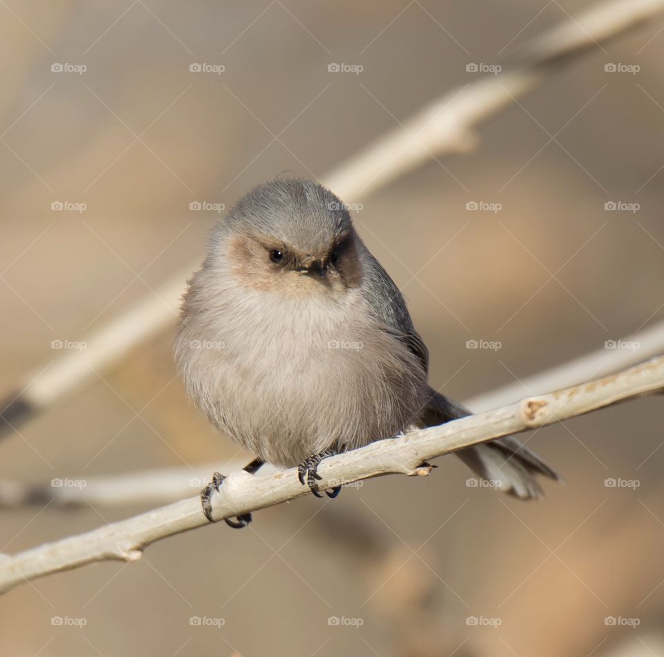 Close-up of a bird perching on branch