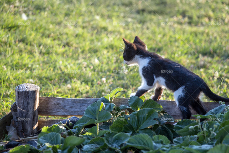Cute and curious cat in the garden